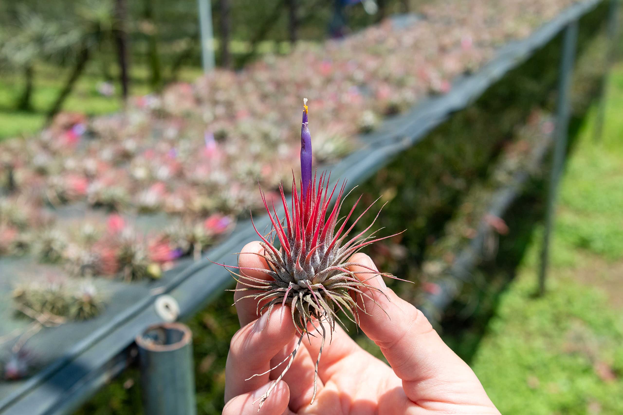 Tillandsia ionantha 576 ex. EJG